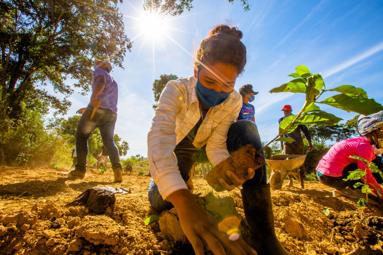 Curso de AGROFLORESTAS